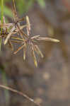 Yellow flatsedge